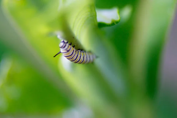 Monarch Caterpillar Feeding Milkweed — Stockfoto