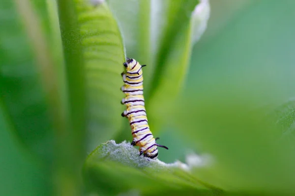 Monarch Caterpillar Alimentação Milkweed — Fotografia de Stock