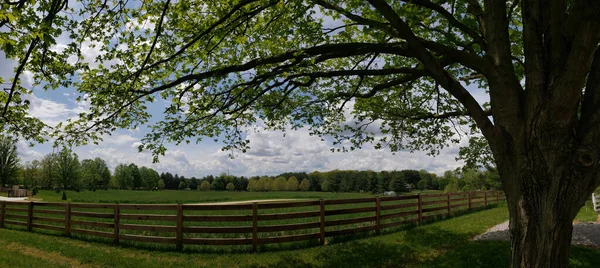 Fenced Field Large Tree — Foto Stock