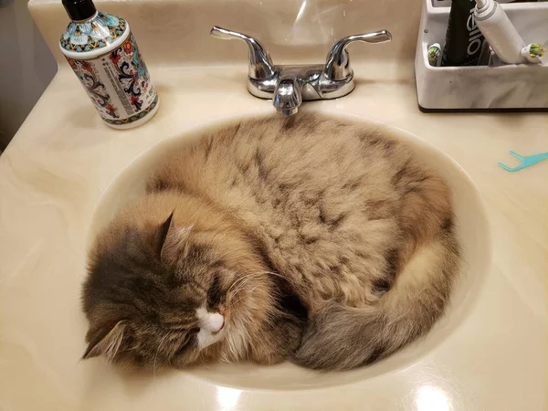 Ragamuffin Cat Sleeping Bathroom Sink — Photo