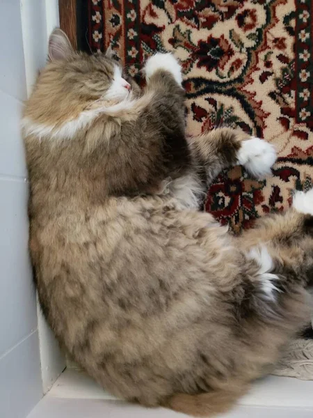 Ragamuffin Kot Śpi Kącie Pokoju Dywanie — Zdjęcie stockowe