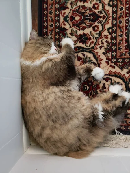 Ragamuffin Gato Dormindo Canto Quarto Cima Tapete — Fotografia de Stock