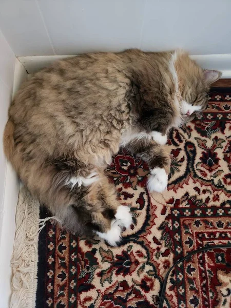 Ragamuffin cat sleeping in a room corner on top of a rug