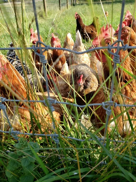 View of a Flock of Chickens Behind a wire fence with grass