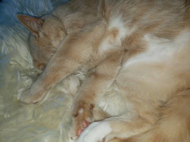 Krem Tekir Kedi Koyun Derisi Üzerinde Uyuyor