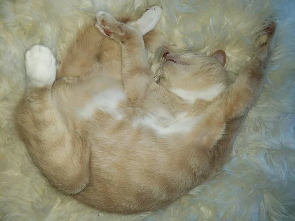 Tejszín Tabby Cat Alszik Egy Hangulatos Birkabőr — Stock Fotó