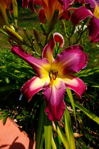 Michael Bennett Brooker 2004 Daylily — ストック写真