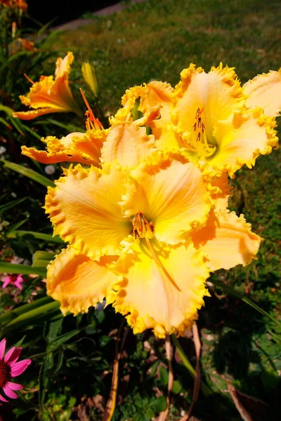 Malcolm David Brooker Brooker 2007 Daylily — ストック写真