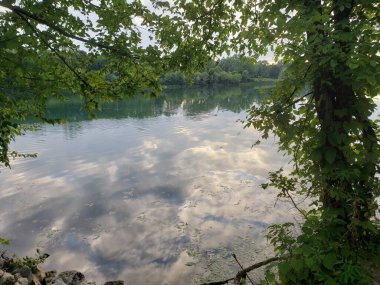 Beaver swimming in the distance in Antrim Lake, Columbus, Ohio
