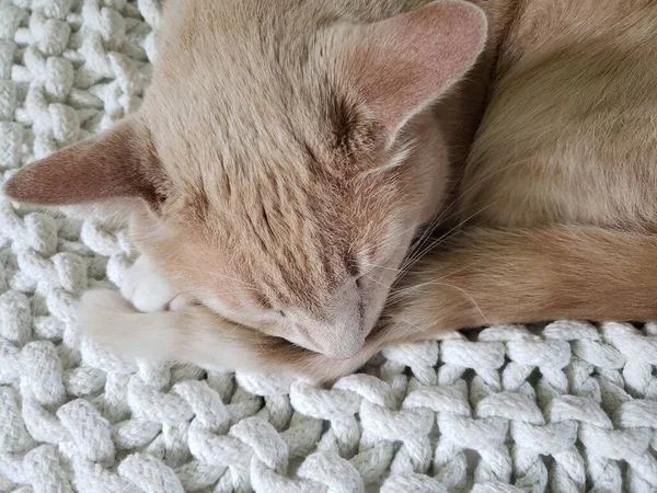 Крем Таббі Кіт Спить Білому Пуфі — стокове фото