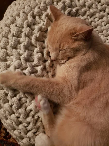 Cream Tabby Cat Sleeping White Ottoman — Foto de Stock