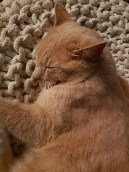 Cream Tabby Cat Sleeping White Ottoman — стоковое фото