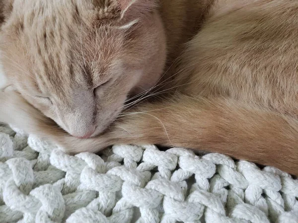 Крем Таббі Кіт Спить Білому Пуфі — стокове фото