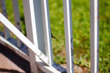 View of a little lizard on a white fence