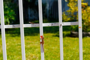 View of a little lizard on a white fence