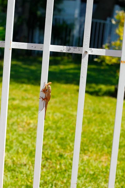 View Little Lizard White Fence — Stockfoto