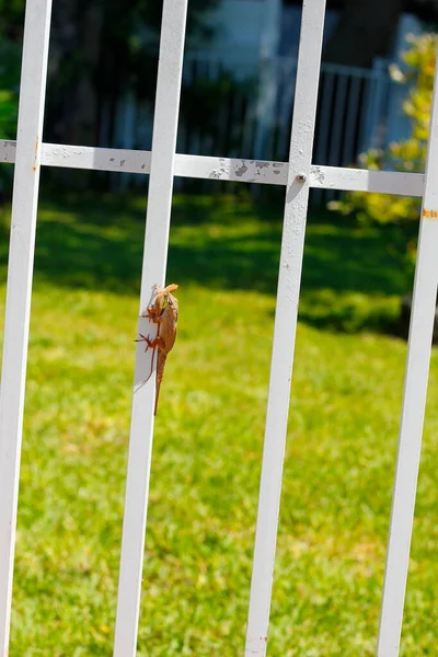 View Little Lizard White Fence — Stok fotoğraf