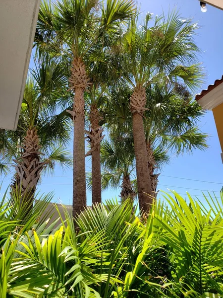 Group Palmetto Trees Next Canopy Florida — Stockfoto