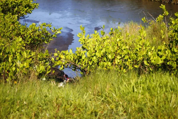 Black Point Wildlife Drive Merritt Island National Wildlife Refuge Florida — Stockfoto