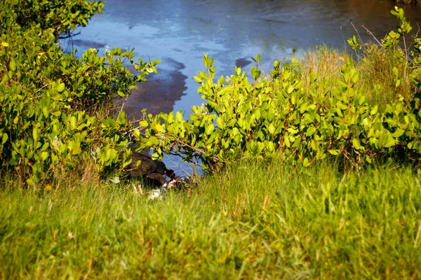 Black Point Wildlife Drive Merritt Island National Wildlife Refuge Florida — 스톡 사진