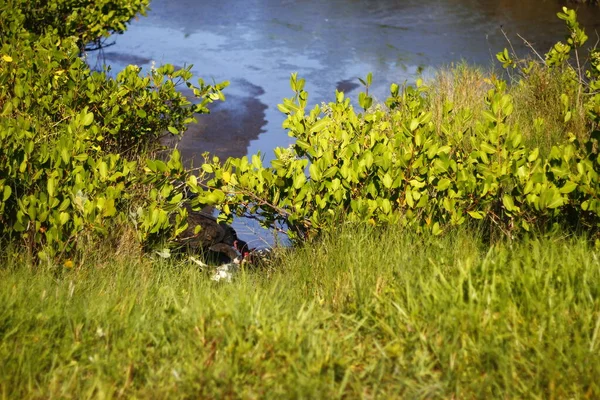 Black Point Wildlife Drive Merritt Island National Wildlife Refuge Florida — 스톡 사진