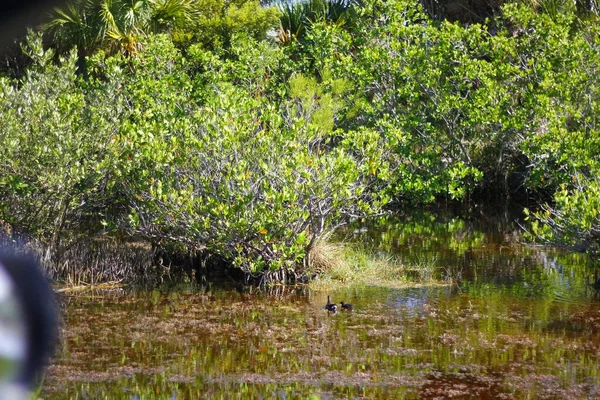 Black Point Wildlife Drive Merritt Island National Wildlife Refuge Florida — Stock Photo, Image