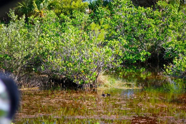 Black Point Wildlife Drive Merritt Island National Wildlife Refuge Florida — Stock Photo, Image