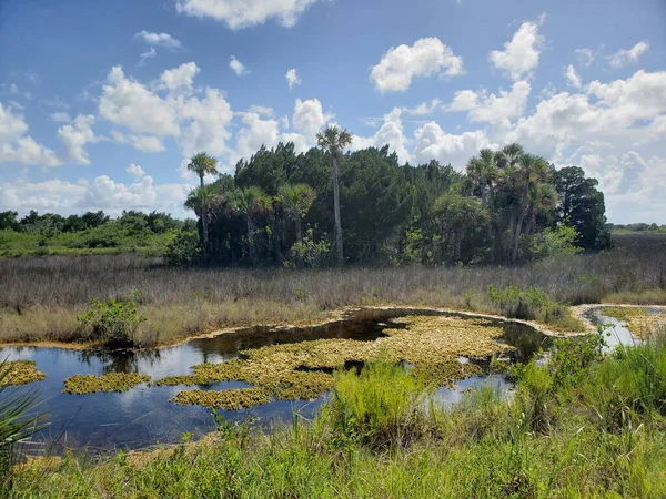 Black Point Wildlife Drive Merritt Island National Wildlife Refuge Florida — Stockfoto