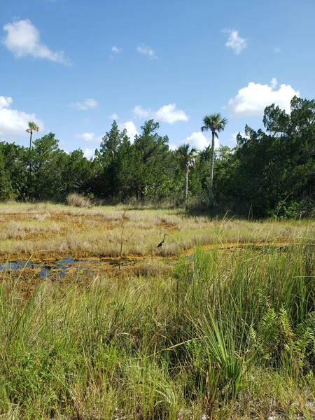 Black Point Wildlife Drive Merfeld Island National Wildlife Refuge Флорида — стоковое фото