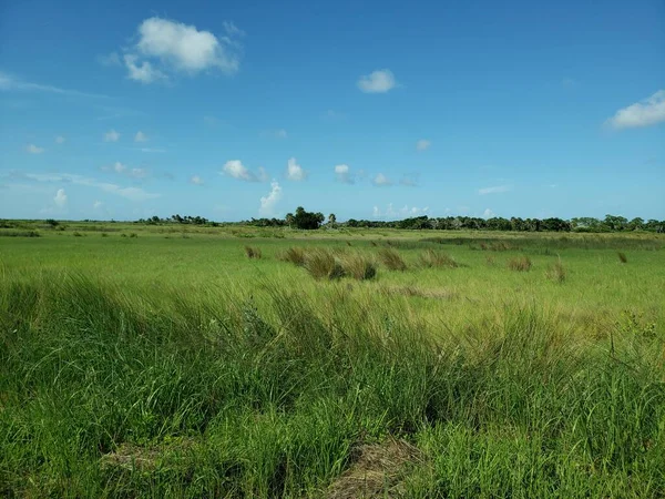 Black Point Wildlife Drive Merritt Island National Wildlife Refuge Florida — Stockfoto