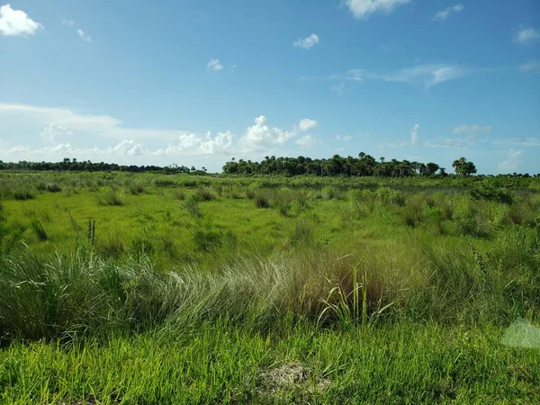 Black Point Wildlife Drive Merritt Island National Wildlife Refuge Florida — 图库照片