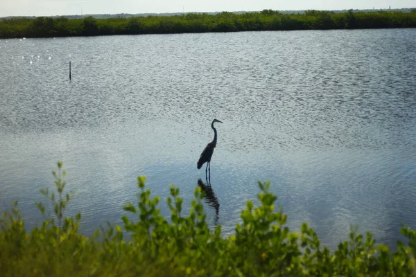 Black Point Wildlife Drive Merritt Island National Wildlife Refuge Florida — Foto de Stock