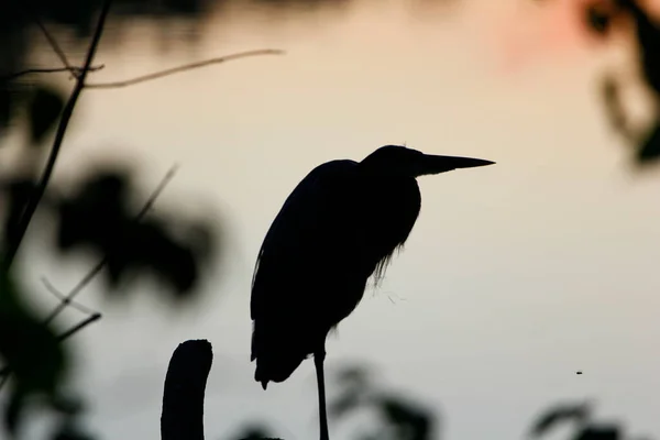 Silhouetted Great Blue Heron Standing One Legged Tree Branch Antrim — Foto de Stock
