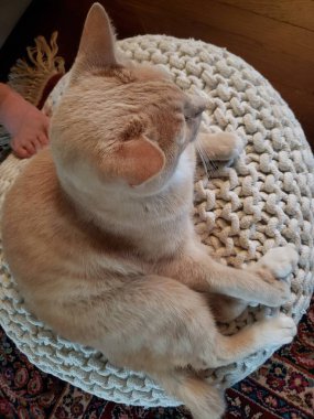 Cream Tabby Cat on a White Ottoman
