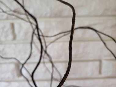 Willow Branches in front of a White Brick Wall