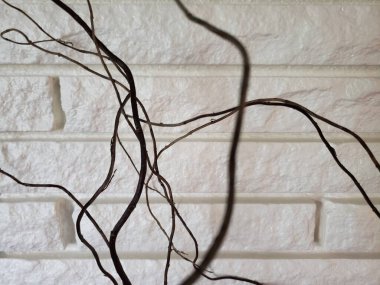 Willow Branches in front of a White Brick Wall
