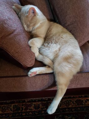 Cream Tabby Cat Sleeping on a Stickley Couch