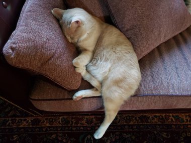 Cream Tabby Cat Sleeping on a Stickley Couch