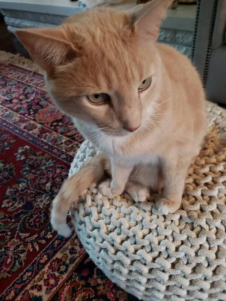 Cream Tabby Cat White Ottoman — Photo