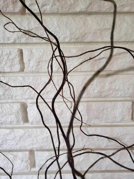 Willow Branches in front of a White Brick Wall