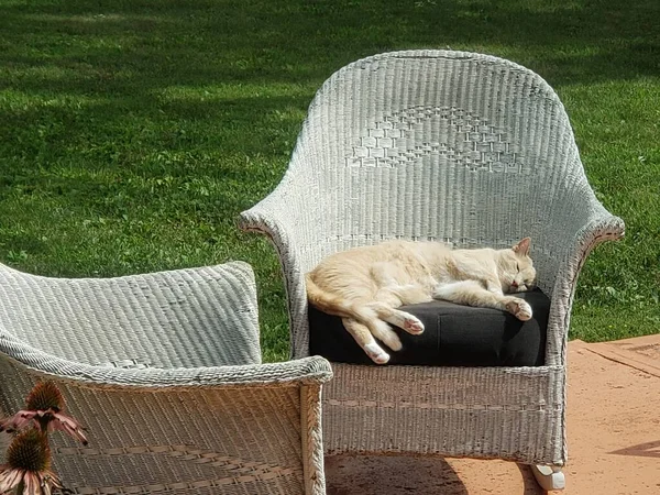 Cream Tabby Cat Sleeping Outdoor Wicker Chair —  Fotos de Stock