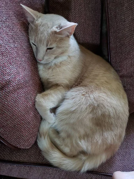 Cream Tabby Cat Sleeping on a Stickley Couch