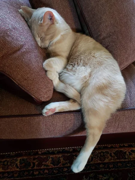 Cream Tabby Cat Sleeping on a Stickley Couch