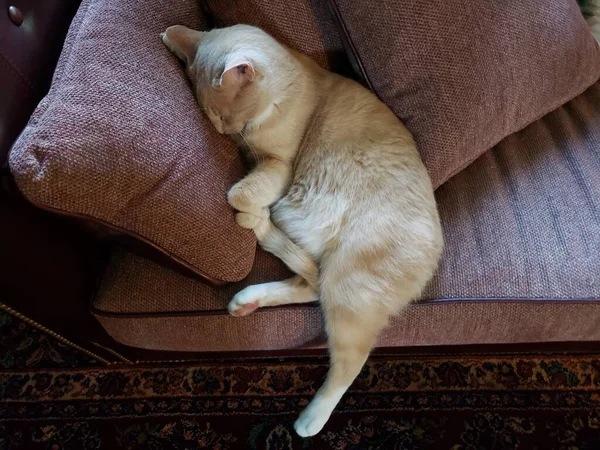 Cream Tabby Cat Sleeping on a Stickley Couch