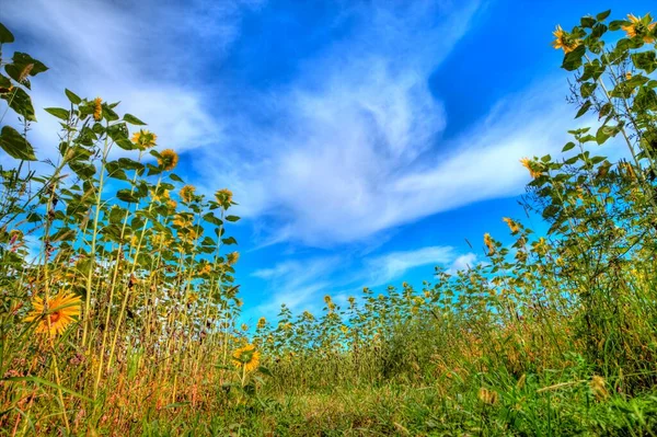 Field Sunflowers Cloudy Blue Sky — Stockfoto