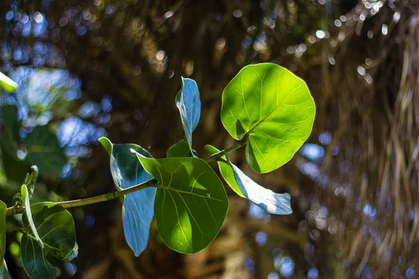 Sea Grape Leaves Front Palmetto Tree — Stock Photo, Image