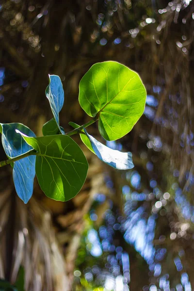 Sea Grape Leaves Front Palmetto Tree — Stock Photo, Image