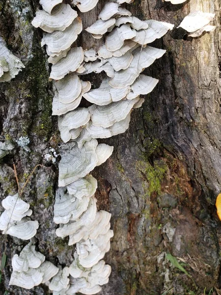 Branco Vieiras Fungos Crescendo Toco Árvore — Fotografia de Stock