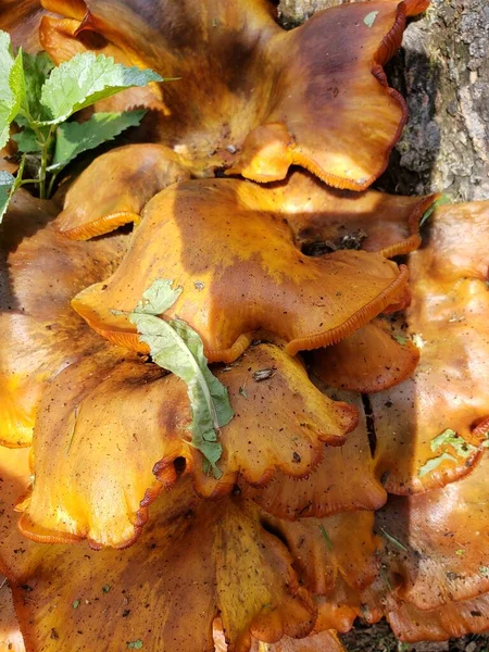 Laranja Fungos Crescendo Toco — Fotografia de Stock