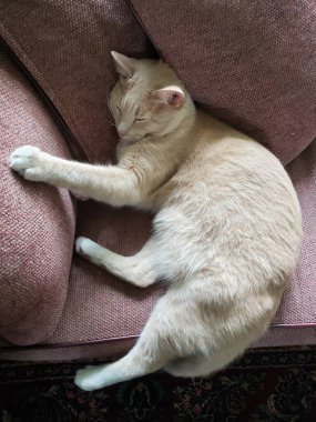 Yapışkan Kanepede dinlenen Kremalı Tabby Shorthair Kedisi